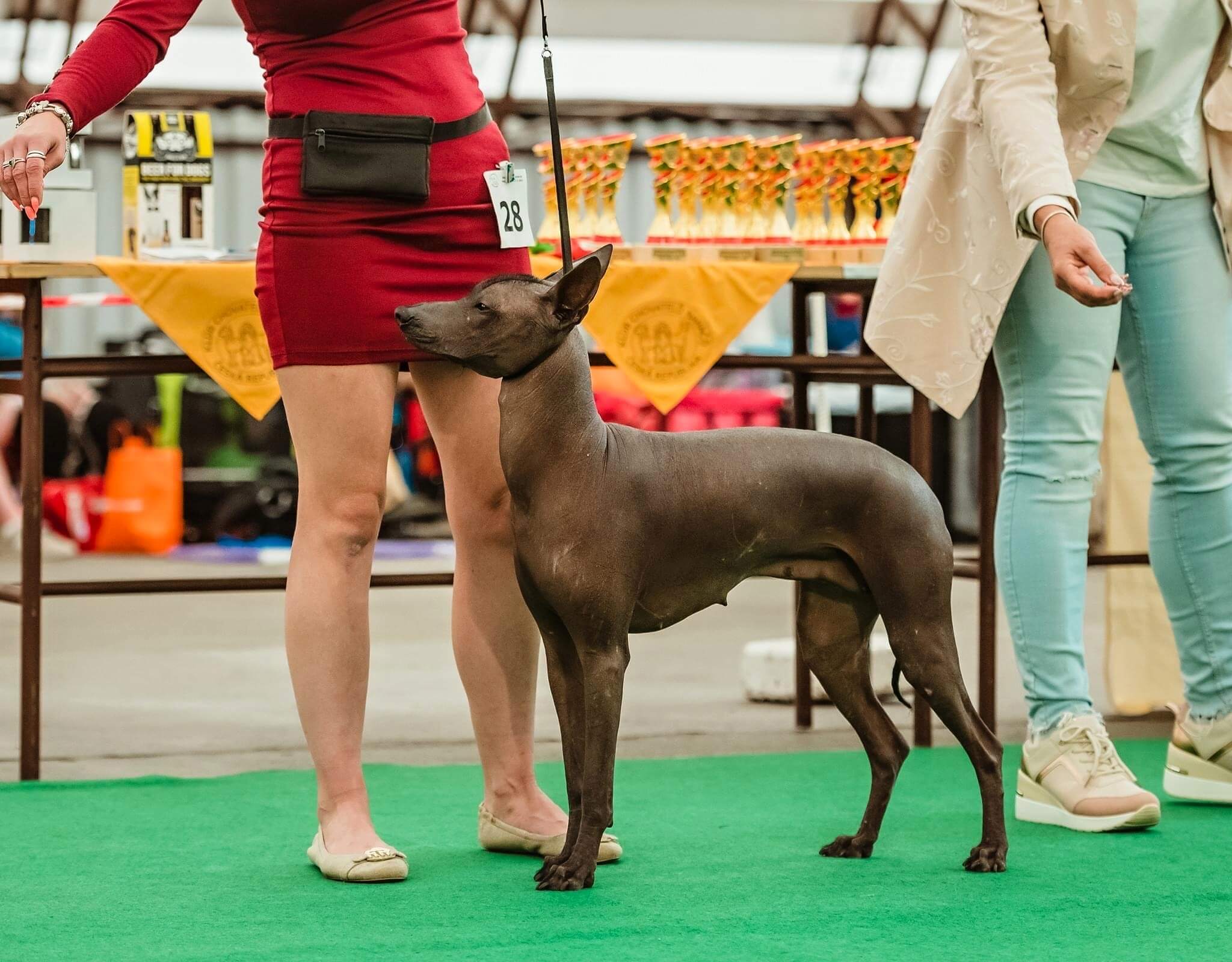 ChS_perroinkasagrado.cz_Cybelle Saint dog