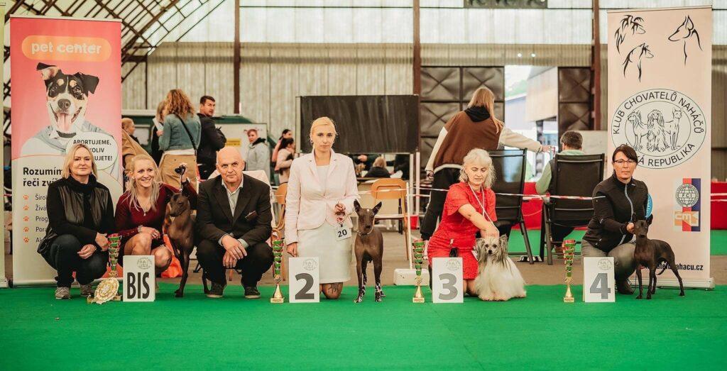 ChS_perroinkasagrado.cz_Cybelle Saint dog
