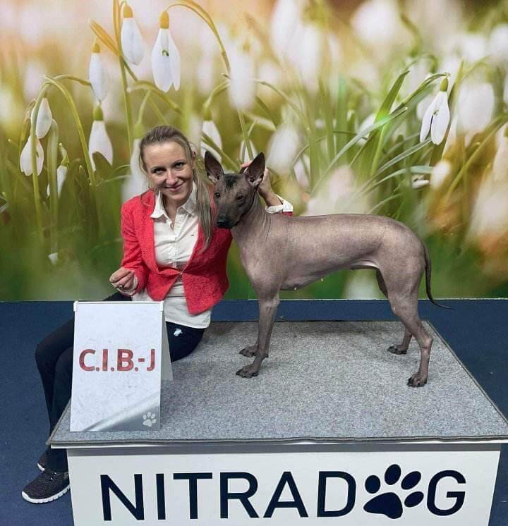 Cýba_ CIB_Nitra_ChS_perroinkasagrado.cz Starobylé plemeno peruánských  bezsrstých psů