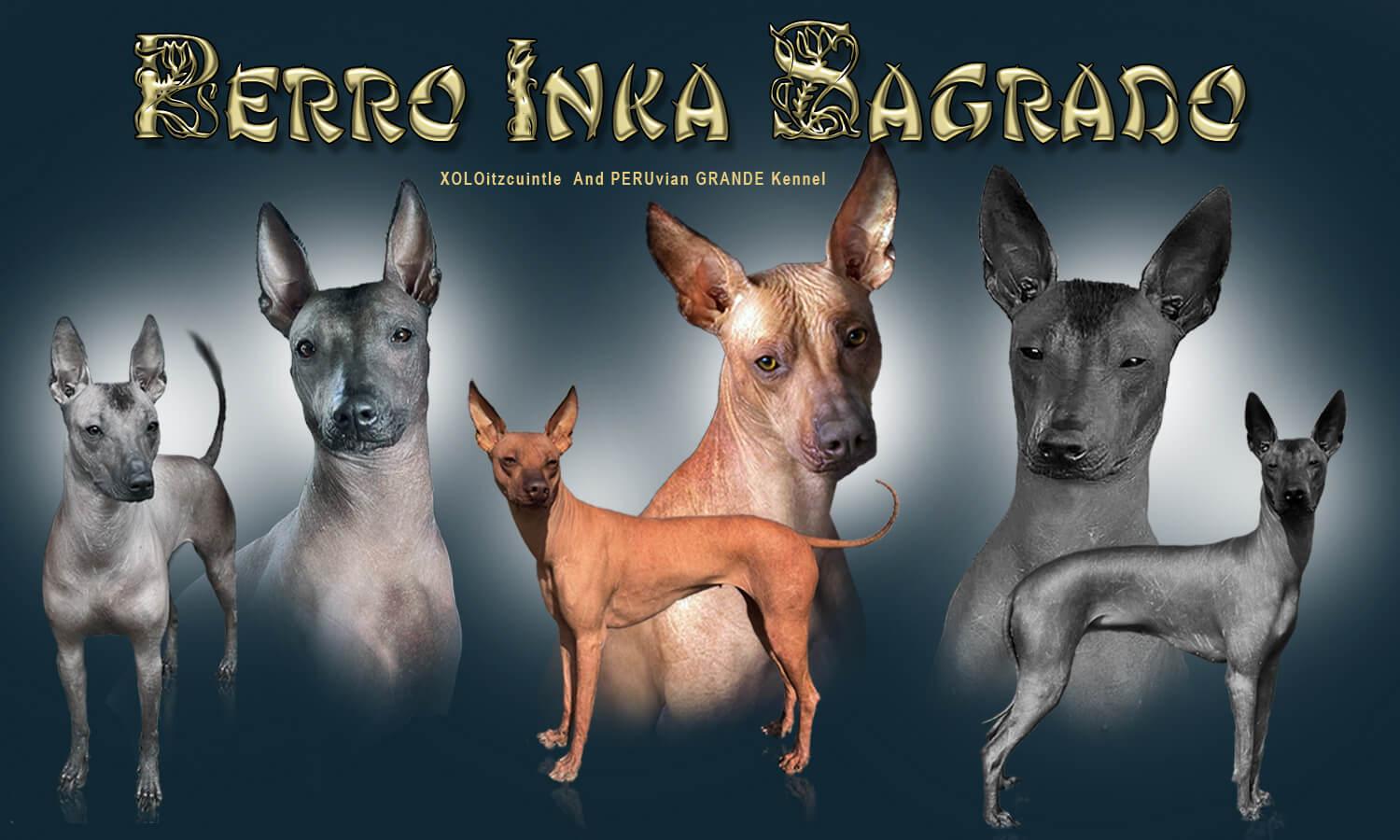 Peruánští a mexičtí naháči od Perro Inka Sagrado