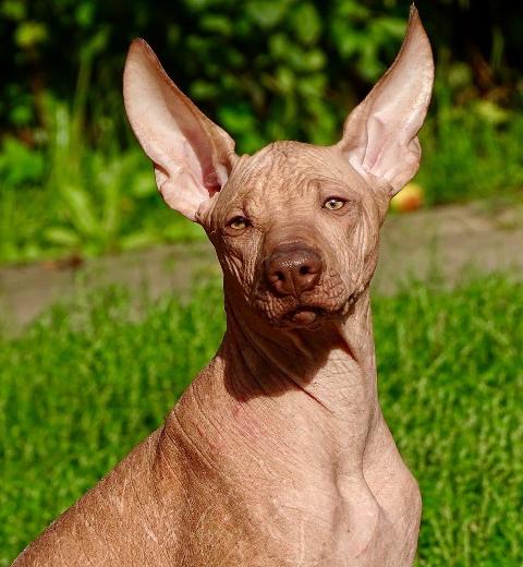 Antiqua Mysteria Kabaena_Rozkošní bezsrstí psi z Perro Inka Sagrado