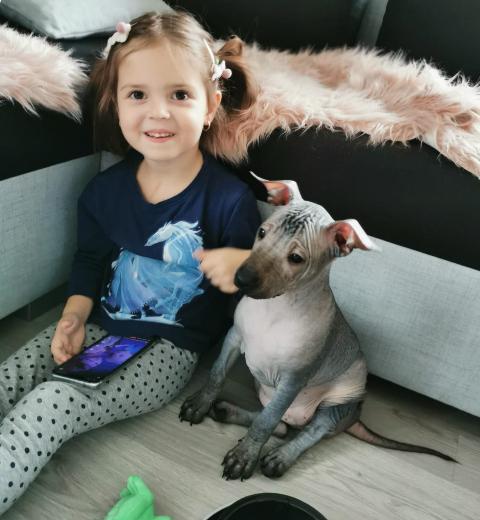 Cybelle Saint Dog_Rozkošní bezsrstí psi z Perro Inka Sagrado