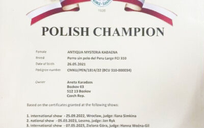 Šampionka Polska – ANTIQUA MYSTERIA KABAENA 