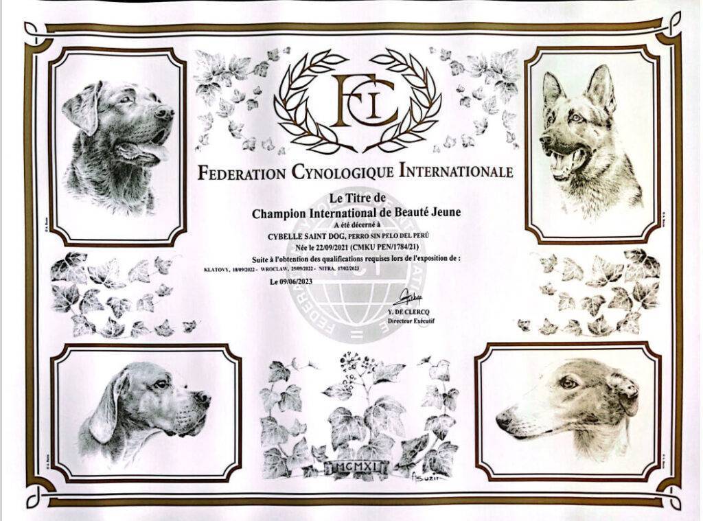 Cybelle Saint dog je CIB Junior Champion