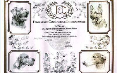 Cybelle Saint dog je CIB Junior Champion