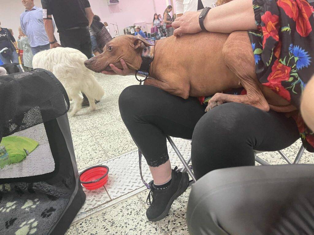 DOG EXPO NITRA 2023_9_11_6_Perro Inka Sagrado_01