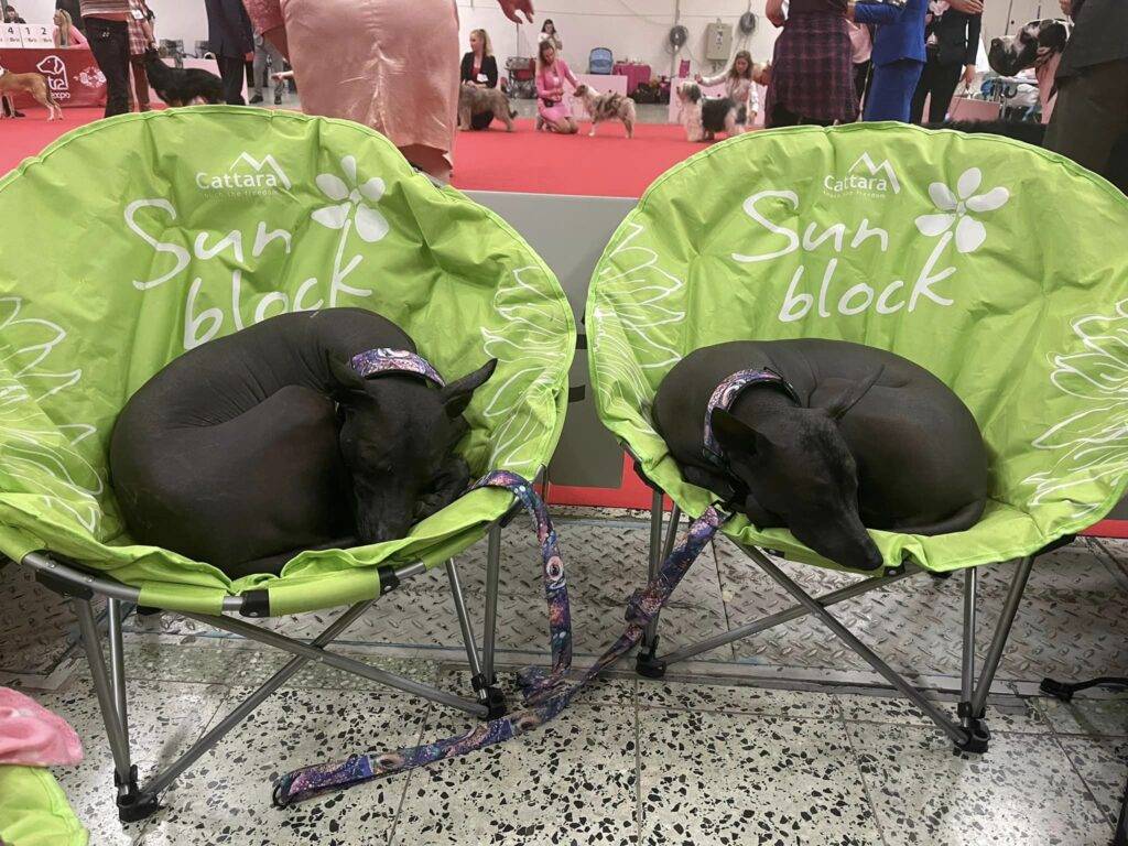 DOG EXPO NITRA 2023_9_11_6_Perro Inka Sagrado_04