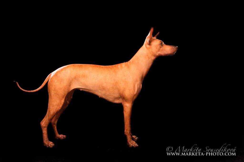 Perro Inka Sagrado_ Antiquia Mysteria Kabaena