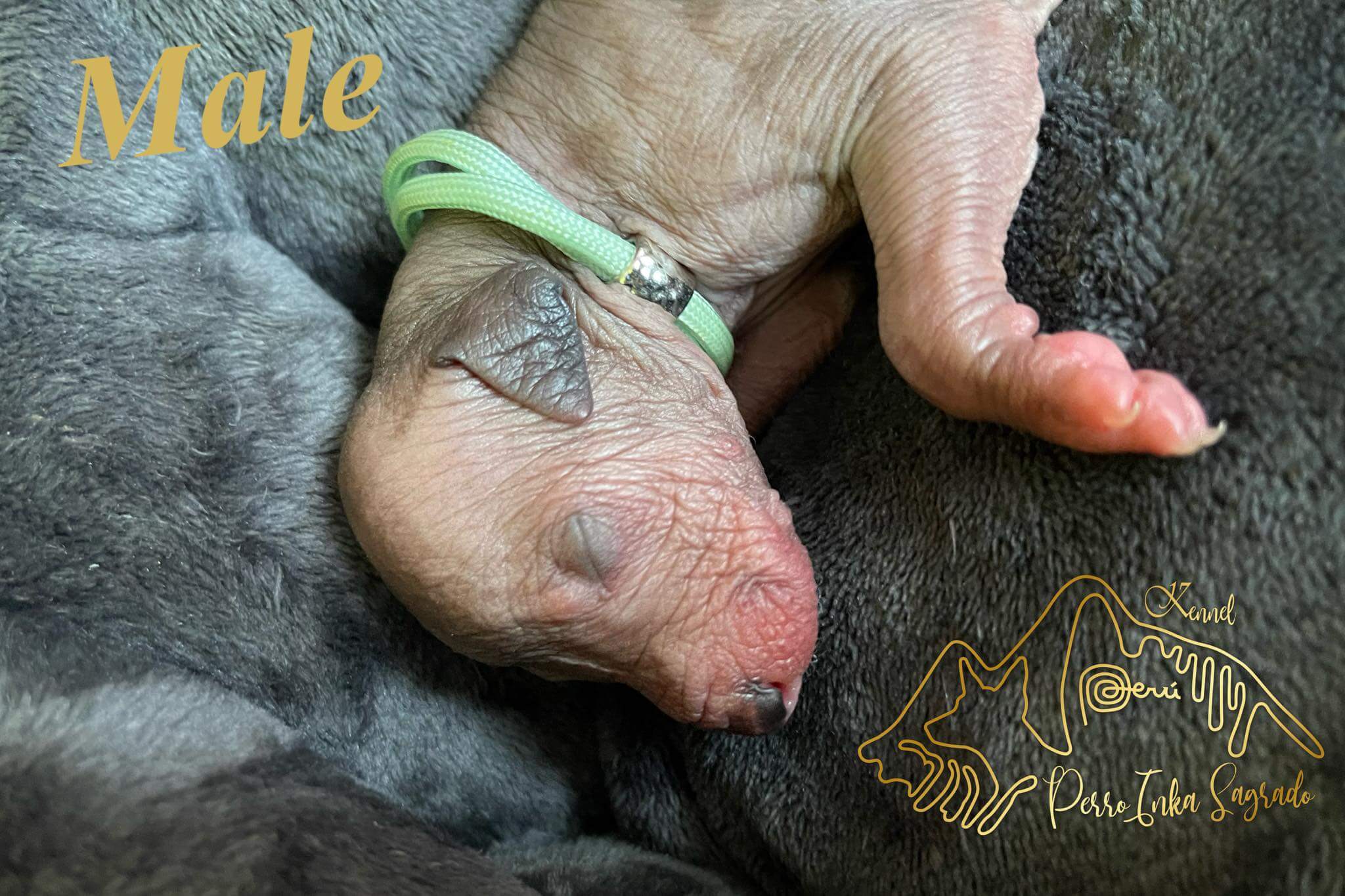 male